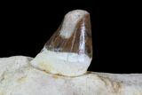 Archaeocete (Primitive Whale) Jaw Section - Basilosaur #89257-1